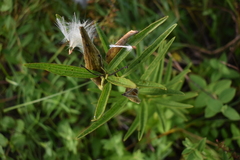Asclepias hirtella