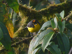 Myioborus melanocephalus