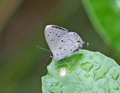 Eicochrysops hippocrates