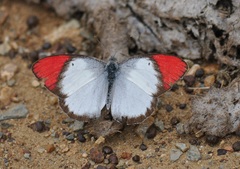 Colotis danae