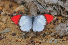 Colotis danae
