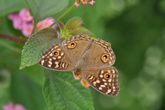 Junonia lemonias