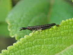 Leptysminae