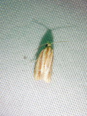 Sparganothis tristriata