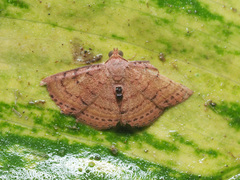 Homodes bracteigutta