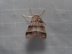 Flammona quadrifasciata