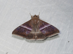 Parallelia calefaciens