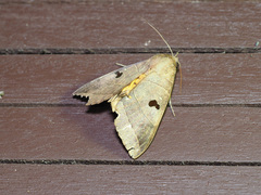 Thyas coronata