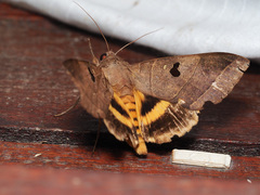 Thyas coronata
