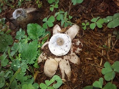 Geastrum pectinatum