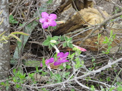 Ruellia rosea