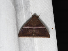 Parallelia calefaciens