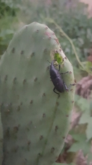 Cactophagus spinolae validus