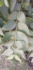 Nyctanthes arbor-tristis