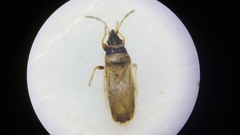 Oxycarenus pallens