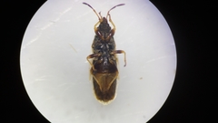 Oxycarenus pallens