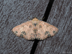 Corgatha semipardata