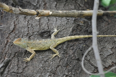 Calotes versicolor
