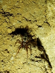 Sergiolus