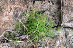 Domeykoa oppositifolia