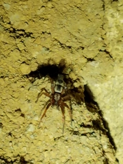 Sergiolus