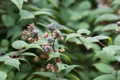 Rubus biflorus