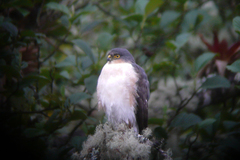 Accipiter striatus ventralis