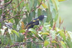 Cacicus chrysonotus