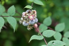 Rubus biflorus