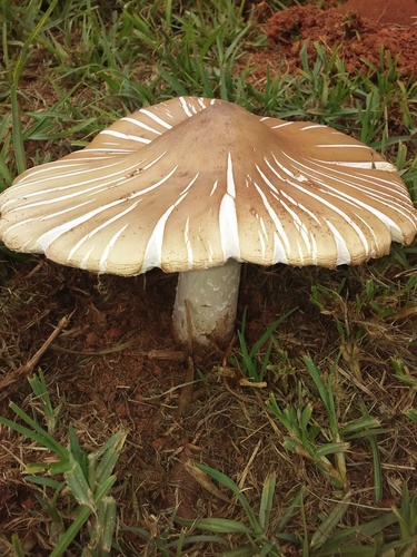 Beefsteak Termite Mushroom