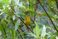 Myioborus melanocephalus