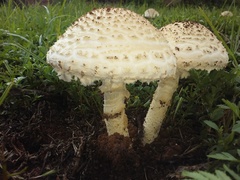 Saproamanita foetidissima