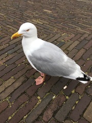 Larus argentatus
