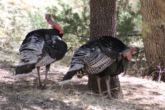 Meleagris gallopavo mexicana