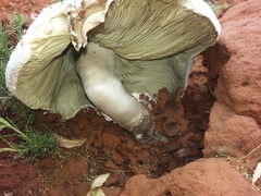 Termitomyces reticulatus