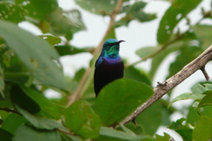 Cinnyris bifasciatus