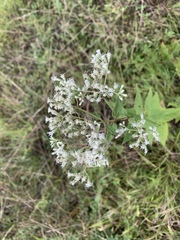 Eupatorium godfreyanum