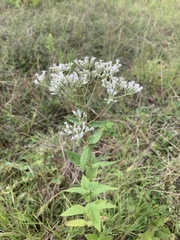Eupatorium godfreyanum