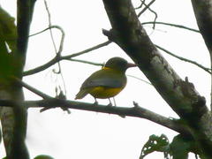 Oriolus chlorocephalus