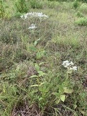 Eupatorium godfreyanum