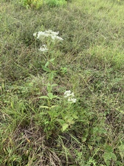 Eupatorium godfreyanum