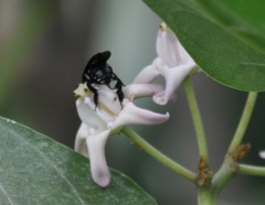 Amegilla violacea