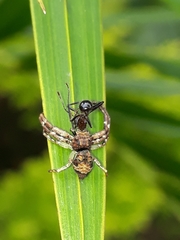 Strigoplus netravati