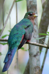 Apaloderma narina