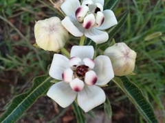 Pachycarpus schinzianus