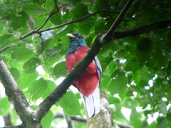 Apaloderma narina
