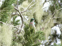 Anthreptes rubritorques