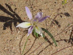 Babiana mucronata