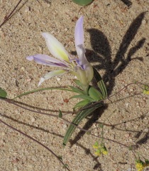 Babiana mucronata