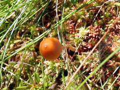 Galerina paludosa